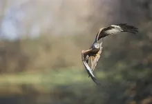 hawk birds 1920x1200 wallpaper Art HD Wallpaper